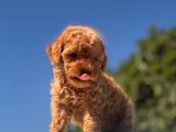 Red Mi̇ni̇ Toy Poodle Bebekler