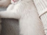 Oyuncu Tatlı British Shorthair Yavrumuz