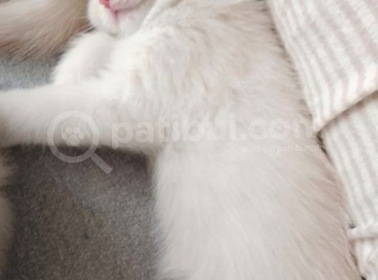 Oyuncu Tatlı British Shorthair Yavrumuz görsel