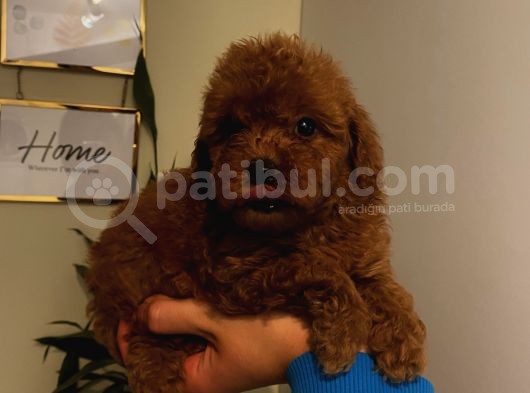 Aşılı Pasaportlu Poodle Yavrularımız görsel