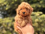 Safkan Toy Poodle Yavrular