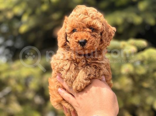 Safkan Toy Poodle Yavrular görsel