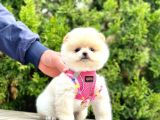 Safkan Teddy Bear Pomeranian Boo Yavrularımız