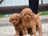 Bebek Surat Toy Poodle Bebekler