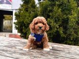 Orji̇nal Toy Poodle Yavrular