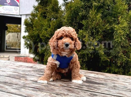 Orji̇nal Toy Poodle Yavrular görsel