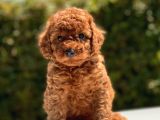Mi̇ni̇ Toy Poodle Bebekler