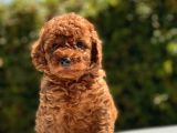 Mi̇ni̇ Toy Poodle Bebekler
