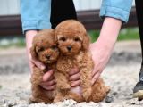 Bebek Surat Toy Poodle Bebekler