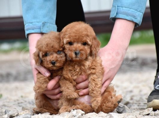 Bebek Surat Toy Poodle Bebekler