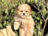 Muhtesem Guzellikte Maltipoo Yavrularimiz