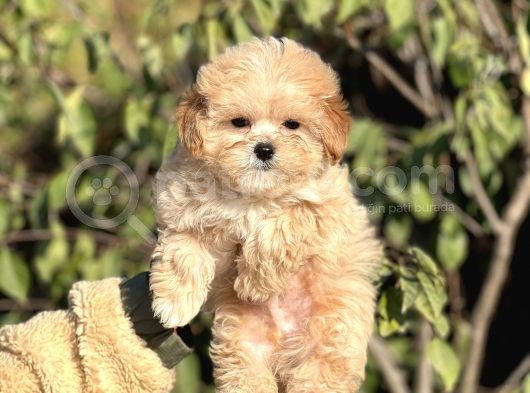 Muhtesem Guzellikte Maltipoo Yavrularimiz görsel