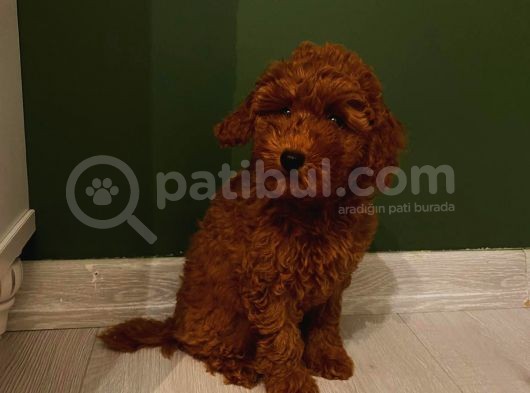 Aşılı Pasaportlu Poodle Bebekler
