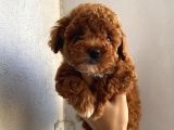 Çocuklarınıza En İyi Arkadaş Poodle Yavrularımız