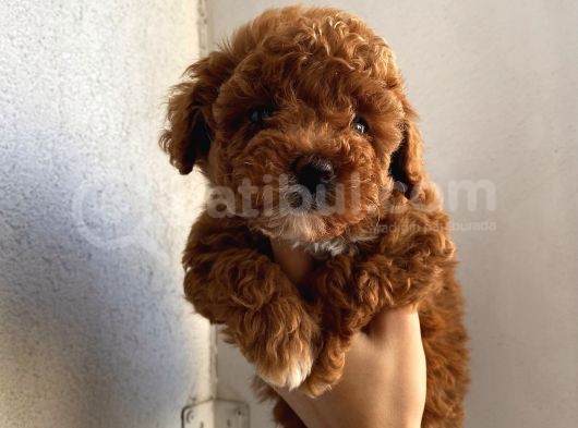 Çocuklarınıza En İyi Arkadaş Poodle Yavrularımız görsel