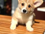 Turkiyede Tek Welsh Corgi Yavrularimiz
