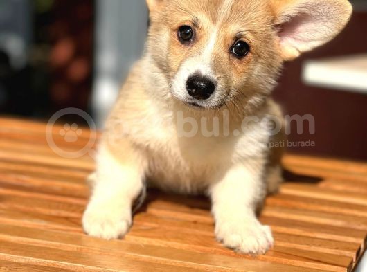 Turkiyede Tek Welsh Corgi Yavrularimiz