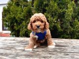 Orji̇nal Toy Poodle Yavrular