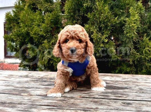 Orji̇nal Toy Poodle Yavrular görsel