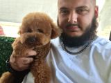 Maltipoo Yavru (Bursa Köpek Okulu)
