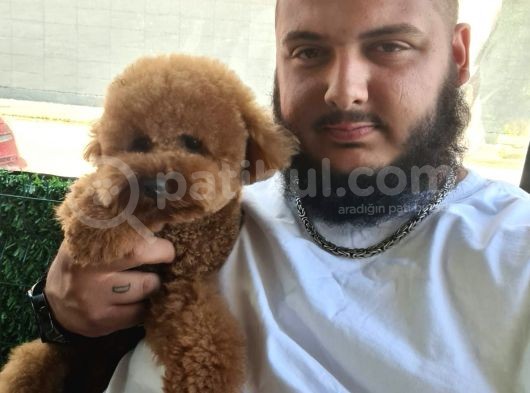 Maltipoo Yavru (Bursa Köpek Okulu) görsel