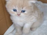 Bal Kız British Longhair