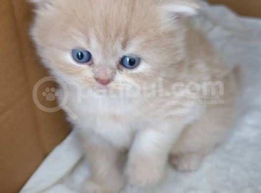 Bal Kız British Longhair görsel