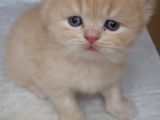 Bal Kız British Longhair