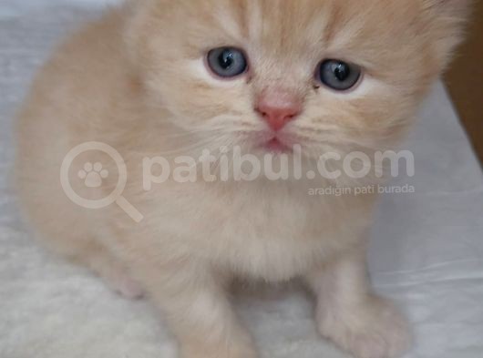 Bal Kız British Longhair görsel
