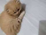 Bal Kız British Longhair