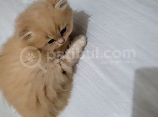 Bal Kız British Longhair görsel