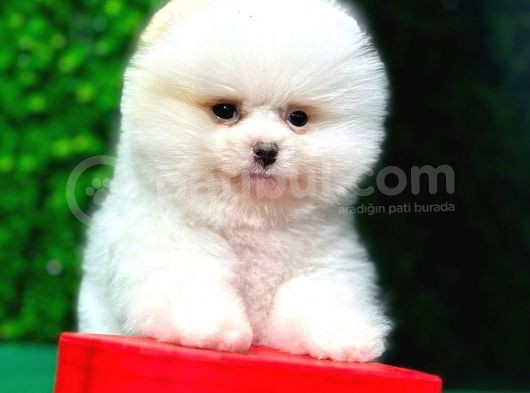En Iyi Pomeranian Boo Isteyenlere Özel görsel