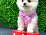 Dişi Pomeranian BOO yavrumuz 