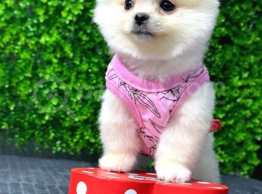 Dişi Pomeranian Boo Yavrumuz 