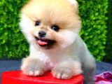 Erkek Pomeranian Boo Yavrumuz