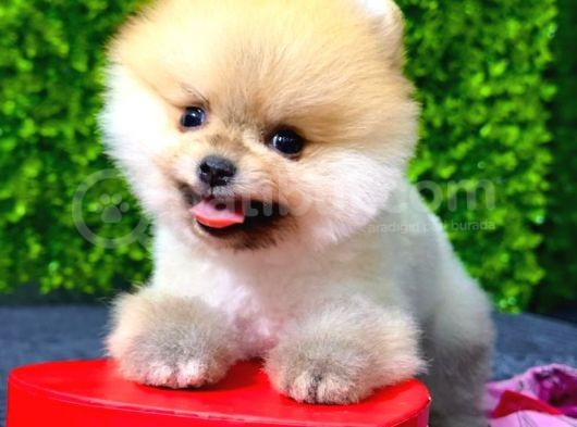 Erkek Pomeranian Boo Yavrumuz görsel