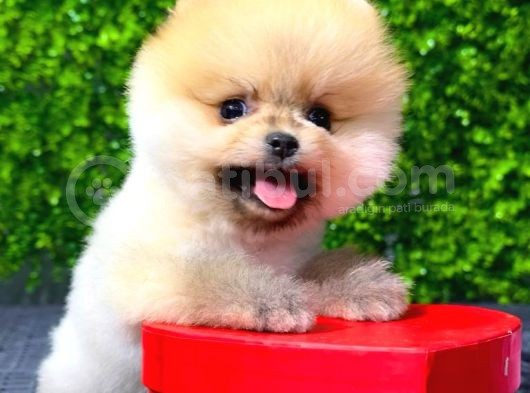 Erkek Pomeranian Boo Yavrumuz görsel