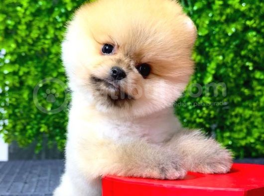 Erkek Pomeranian Boo Yavrumuz