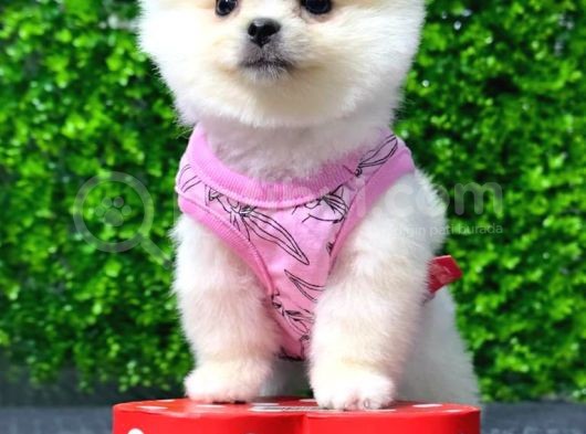 Dişi Pomeranian Boo Yavrumuz  görsel