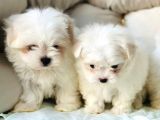 Bi̇r Bi̇ri̇nden Sevi̇mli̇ Yavru Maltese Terri̇er  Köpekleri̇mi̇z