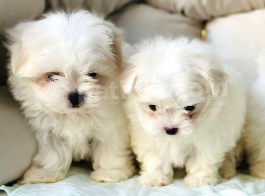 Bi̇r Bi̇ri̇nden Sevi̇mli̇ Yavru Maltese Terri̇er  Köpekleri̇mi̇z