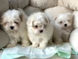 Bi̇r Bi̇ri̇nden Sevi̇mli̇ Yavru Maltese Terri̇er  Köpekleri̇mi̇z