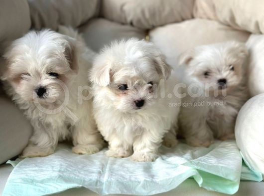 Bi̇r Bi̇ri̇nden Sevi̇mli̇ Yavru Maltese Terri̇er  Köpekleri̇mi̇z görsel