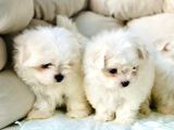 Bi̇r Bi̇ri̇nden Sevi̇mli̇ Yavru Maltese Terri̇er  Köpekleri̇mi̇z