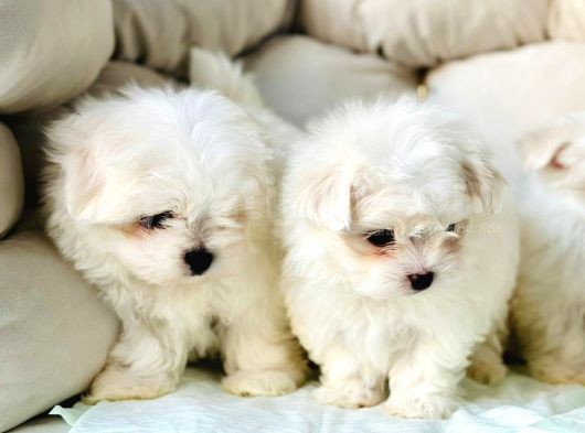 Bi̇r Bi̇ri̇nden Sevi̇mli̇ Yavru Maltese Terri̇er  Köpekleri̇mi̇z görsel
