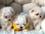 Bi̇r Bi̇ri̇nden Sevi̇mli̇ Yavru Maltese Terri̇er  Köpekleri̇mi̇z