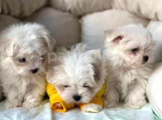 Bi̇r Bi̇ri̇nden Sevi̇mli̇ Yavru Maltese Terri̇er  Köpekleri̇mi̇z görsel