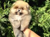 Show Class Fci̇ Belgeli̇ Di̇şi̇ Pomerani̇an Boo Teddy Bear