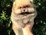 Show Class Fci̇ Belgeli̇ Di̇şi̇ Pomerani̇an Boo Teddy Bear