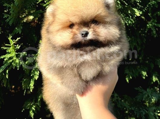 Show Class Fci̇ Belgeli̇ Di̇şi̇ Pomerani̇an Boo Teddy Bear görsel